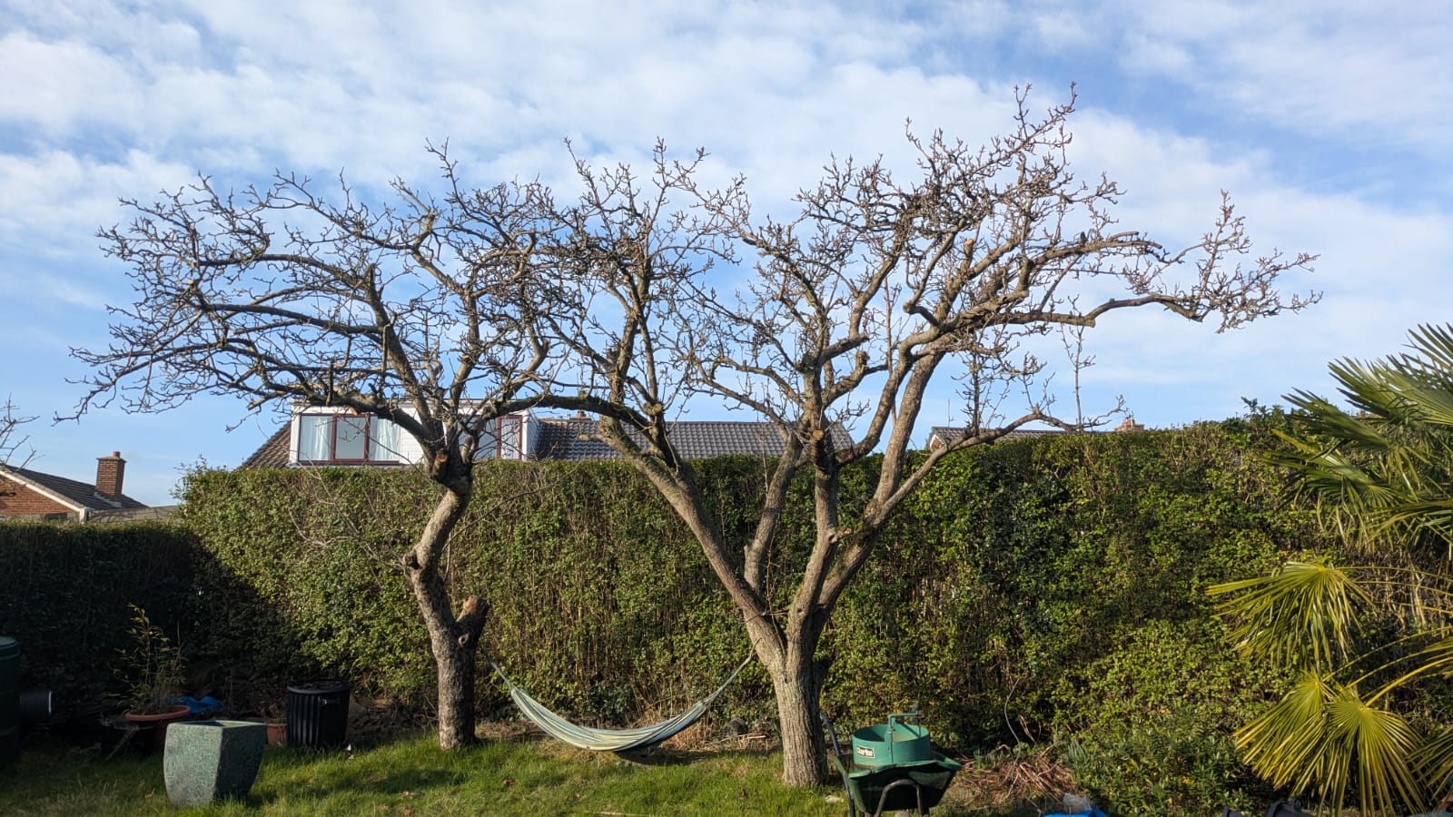 Tree after pruning