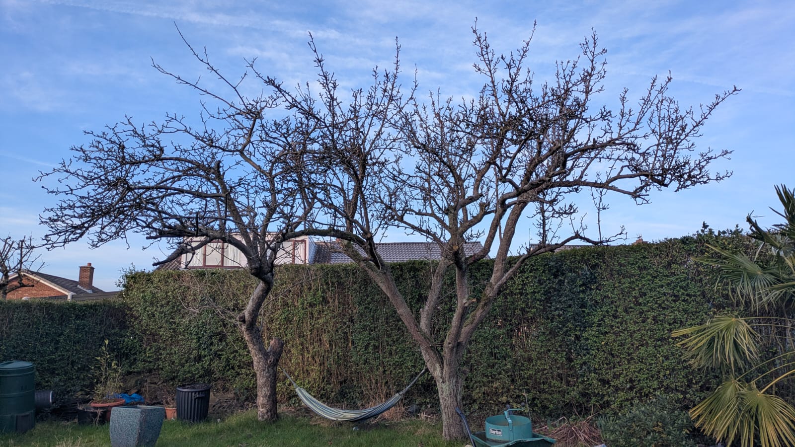 Tree before pruning